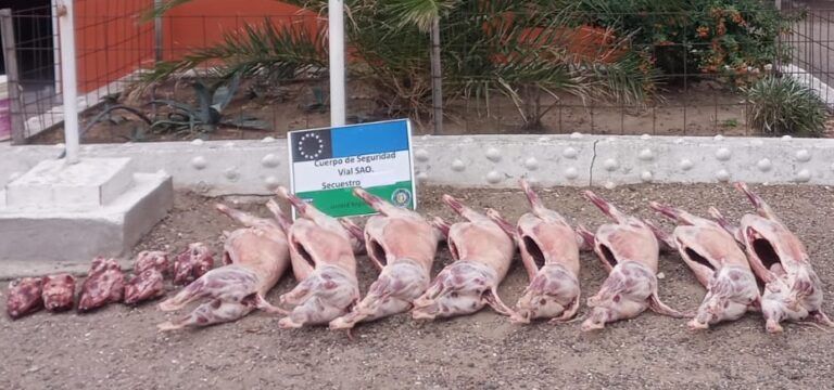 San Antonio Oeste: decomisan carne ovina en la Ruta Nacional 3 San Antonio Oeste: decomisan carne ovina en la Ruta Nacional 3